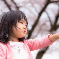 桜の季節、ピンクのカーディガンを着た小さい女の子が指をさすの写真