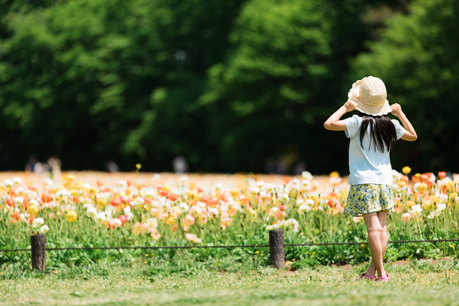 オレンジ色のアイスランドポピーが咲く花畑で麦わら帽子をかぶった女の子の後ろ姿［モデル：あんじゅ］