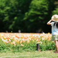 アイスランドポピーの花畑を見つめる麦わら帽子姿の女の子の後ろ姿の写真