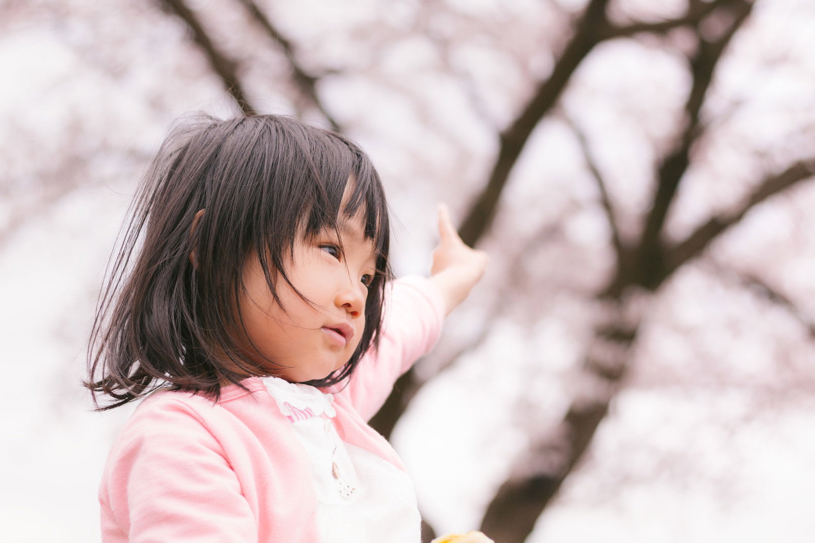 桜の下で片手を伸ばす幼い女の子［モデル：あんじゅ］