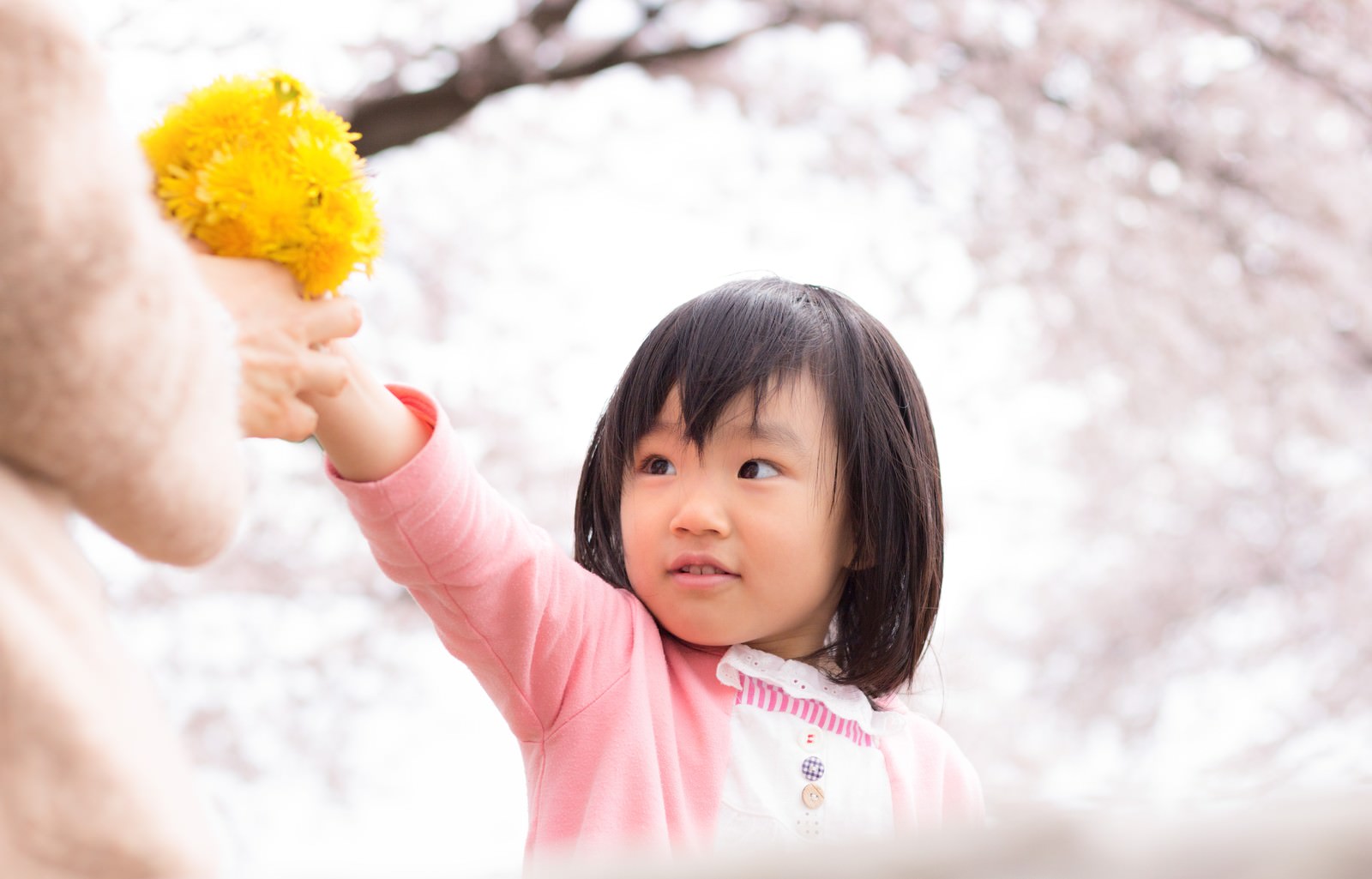 ピンク色の長袖姿の女の子がたんぽぽを持ち上げ、背景に淡いピンク色の満開の桜が広がっている春の景色［モデル：あんじゅ］