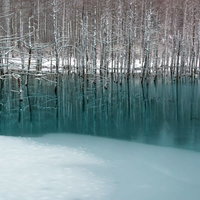 雪に覆われた木々が水面に映る冬の青い池の風景の写真