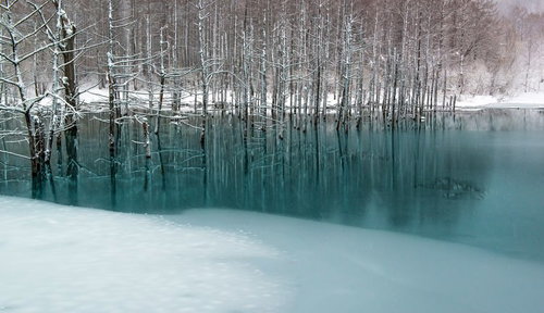 雪に覆われた木々が水面に映る冬の青い池の風景
