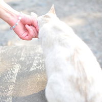 京都の哲学の道でのんびり日向ぼっこしていた猫の写真