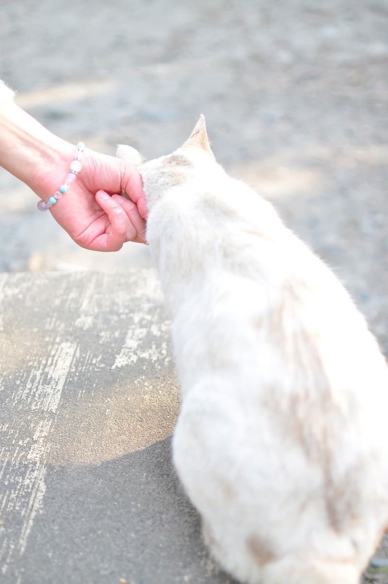 哲学の道で日向ぼっこの猫