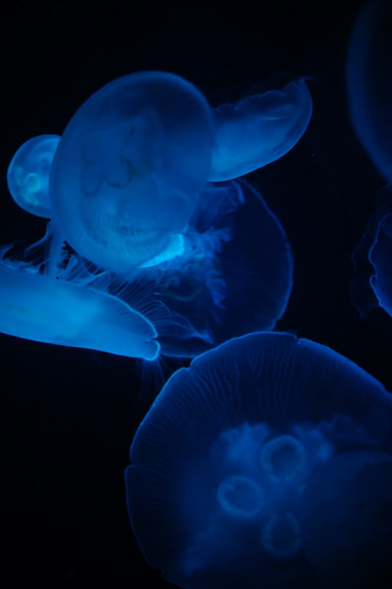 暗い背景の中で青く発光する複数のクラゲが浮遊している写真