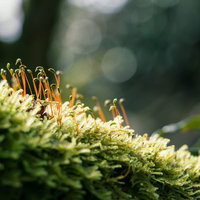 朝日を浴びる苔の新芽と湿地に生える苔植生の写真