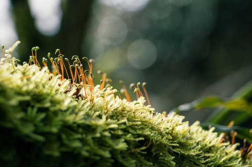 朝日を浴びる苔の新芽と湿地に生える苔植生の写真