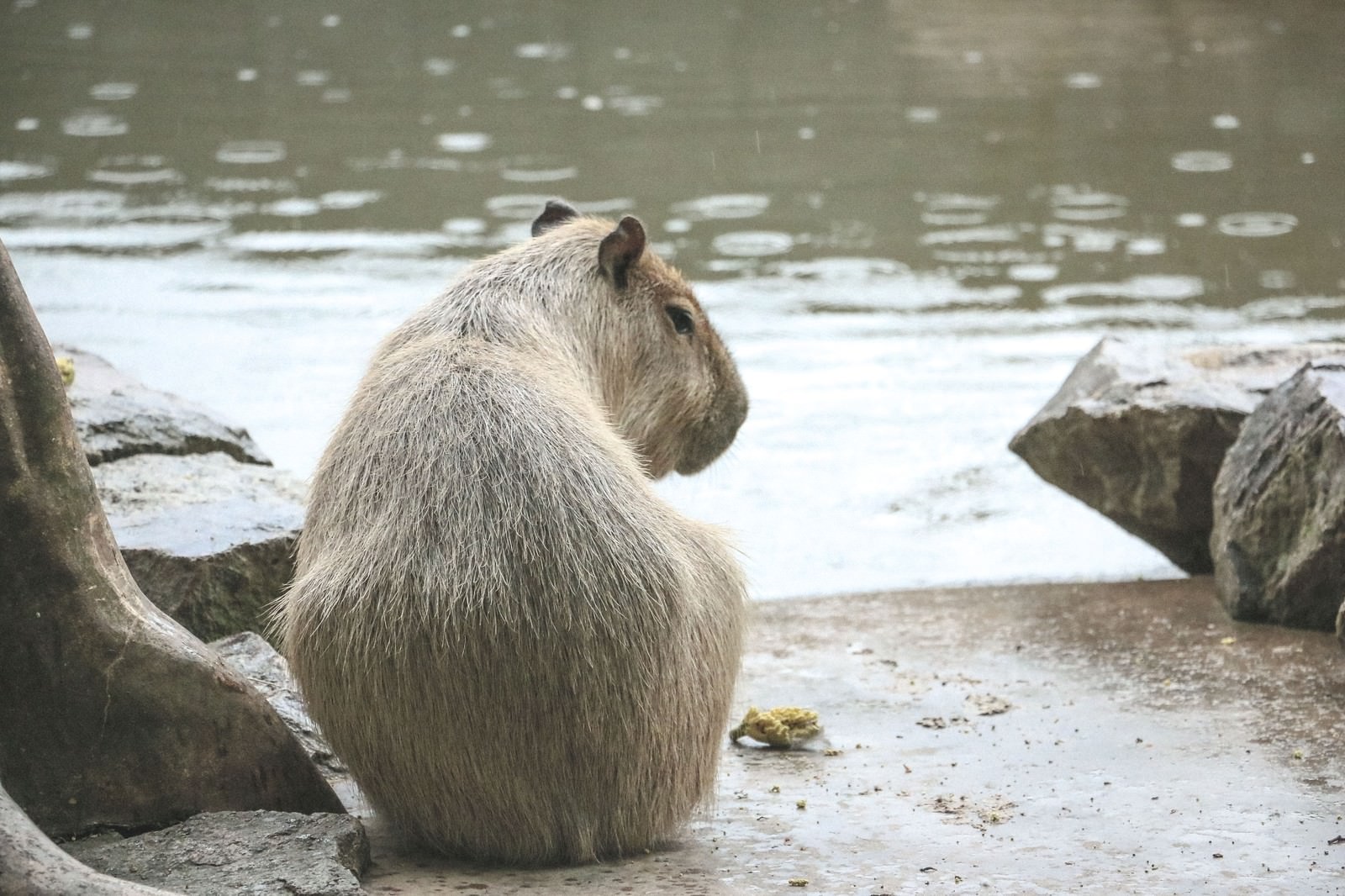 水辺の岩場に座り頭を下げるカピバラ一頭