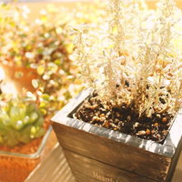 Heartful Gardenと書かれた木箱の多肉植物の写真