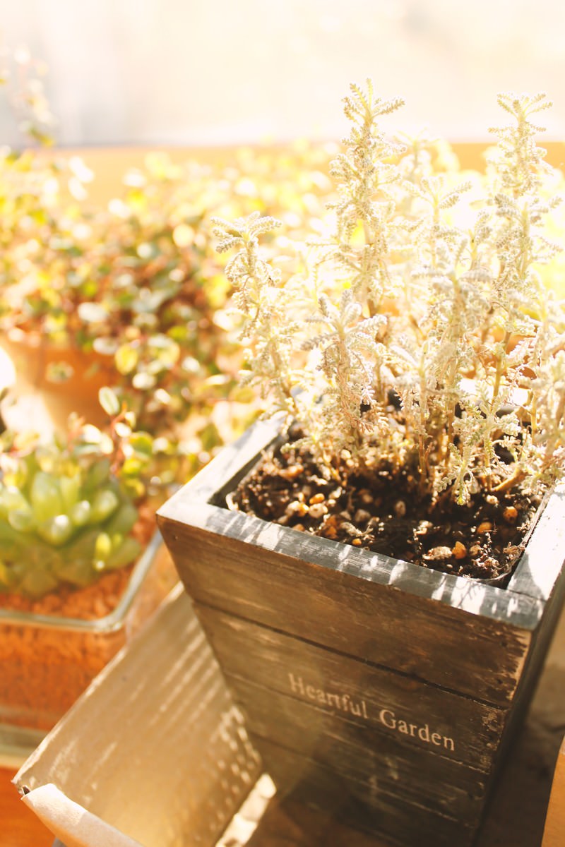 Heartful Gardenと書かれた木箱に多肉植物が植えられ背景に鉢植えがぼけている