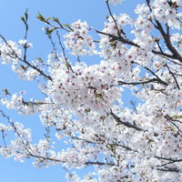 晴れた青空を背景に下から見上げた密集して咲く白い桜の花の写真