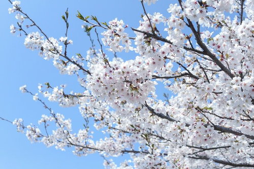 晴れた青空を背景に下から見上げた密集して咲く白い桜の花