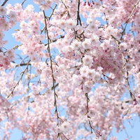 晴れた青空を背景に下から見上げた淡いピンクの満開のしだれ桜の写真