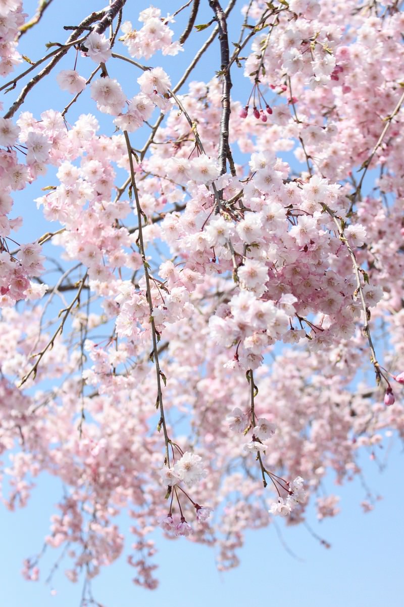 晴れた青空を背景に下から見上げた淡いピンクの満開のしだれ桜