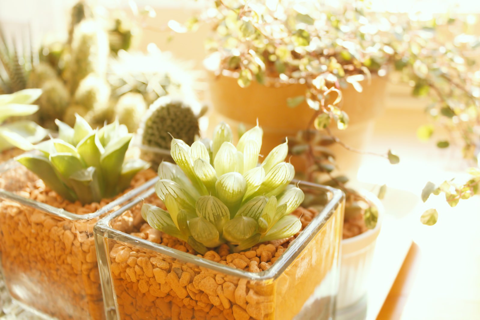 ガラス容器にオレンジの小石が敷かれ緑と白の多肉植物が植えられている