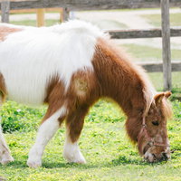 牧場で草を食べるポニー、茶色と白の毛色の写真