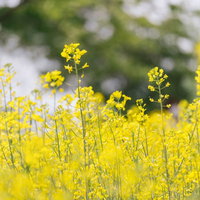 春の満開を彩る黄色い菜の花の写真