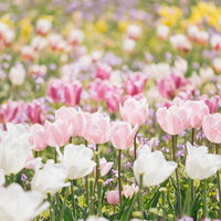 満開に咲くピンクと白のチューリップの花壇の写真