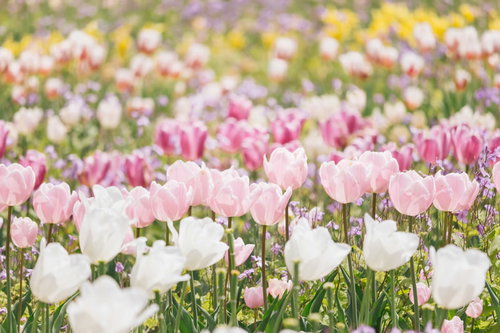 満開に咲くピンクと白のチューリップの花壇