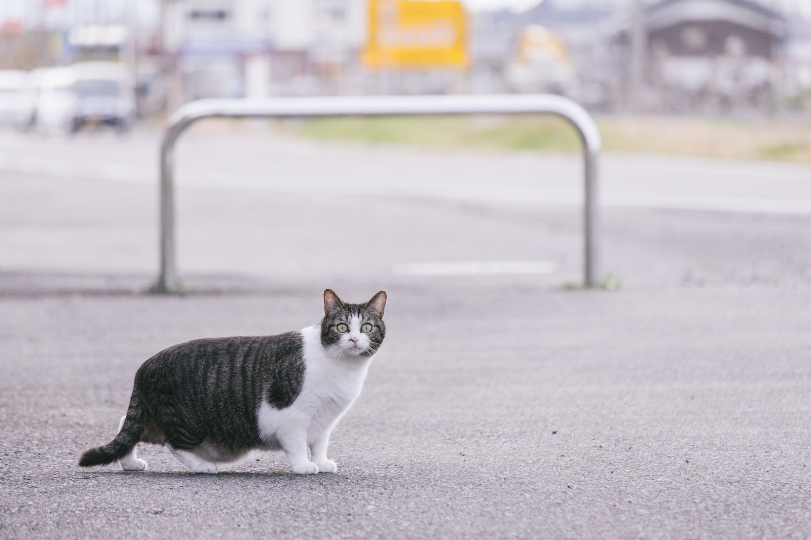 屋外で驚いた表情を見せる白黒の毛色をした猫