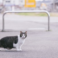 白昼に飼い主の浮気現場を目撃して驚愕を隠せない白黒猫の写真