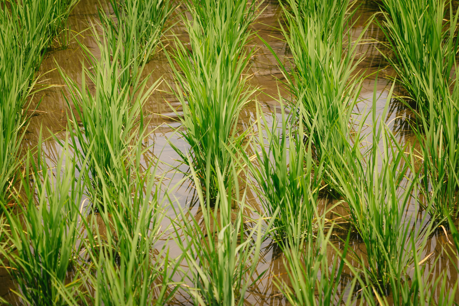 田んぼに水を張った水田で緑の稲が整然と植えられている風景