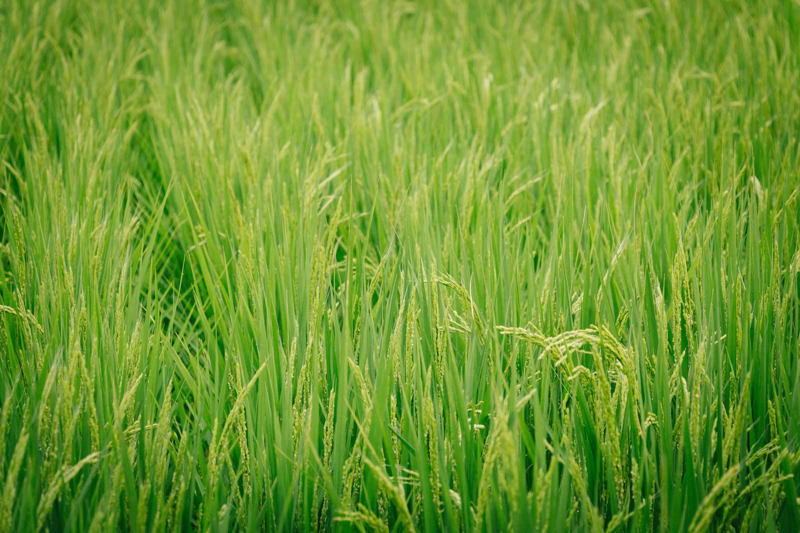 田んぼに青々と茂る稲が一面に広がっている風景