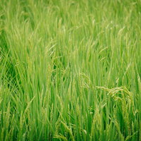 青々と茂る稲が一面に広がる田んぼの夏の成長期風景の写真