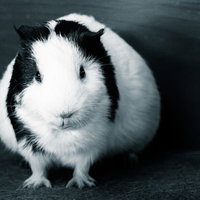 黒と白の毛並みが特徴のモルモットの写真