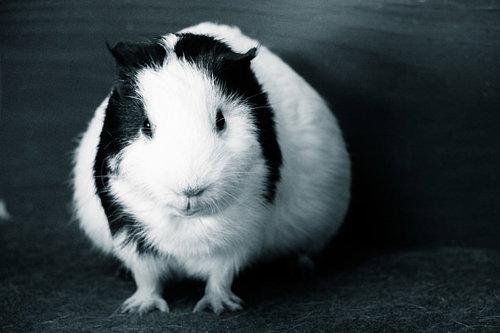 黒と白の毛並みが特徴のモルモット