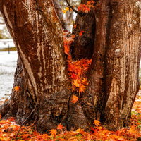 木の間に積もった紅葉と初雪、季節の移ろいを映す大木の根元の写真