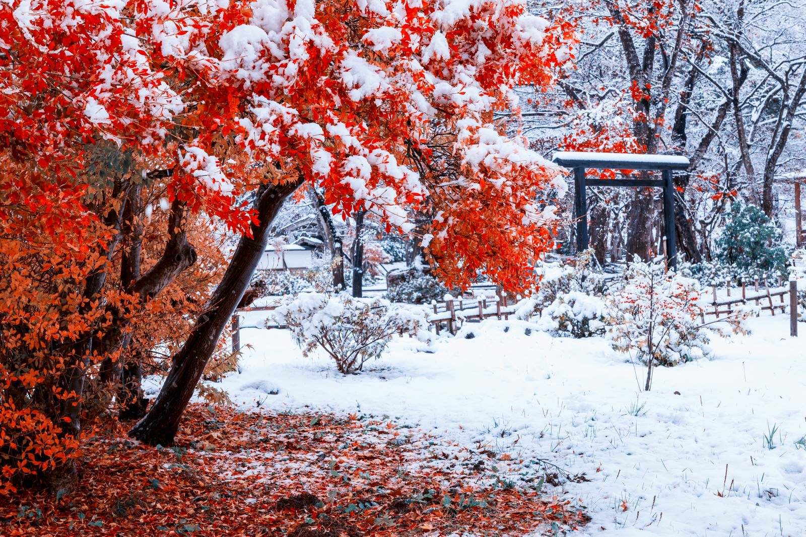 赤い紅葉の葉に白い雪が積もった冬の風景