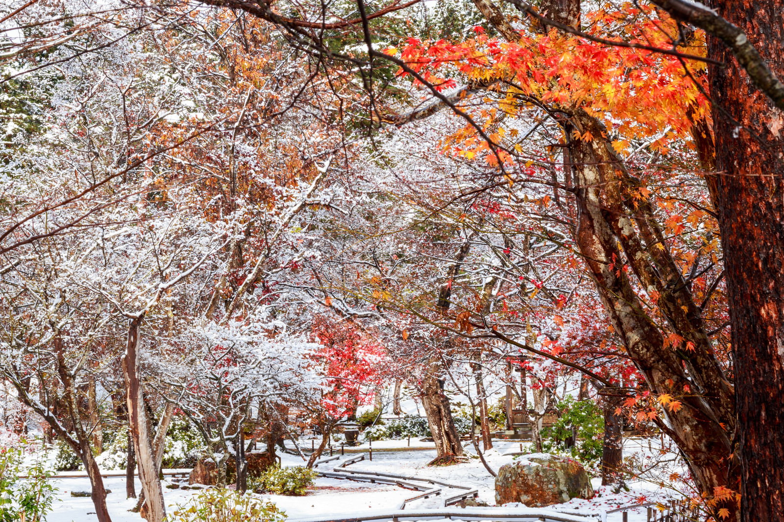 雪をかぶった木々の奥に赤く色づいたカエデが立つ庭園の風景