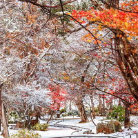 雪に覆われた紅葉の庭園の冬景色の写真