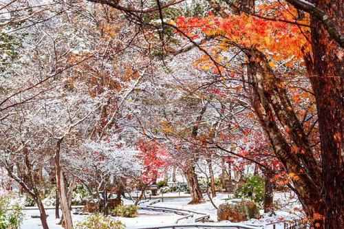 雪に覆われた紅葉の庭園の冬景色