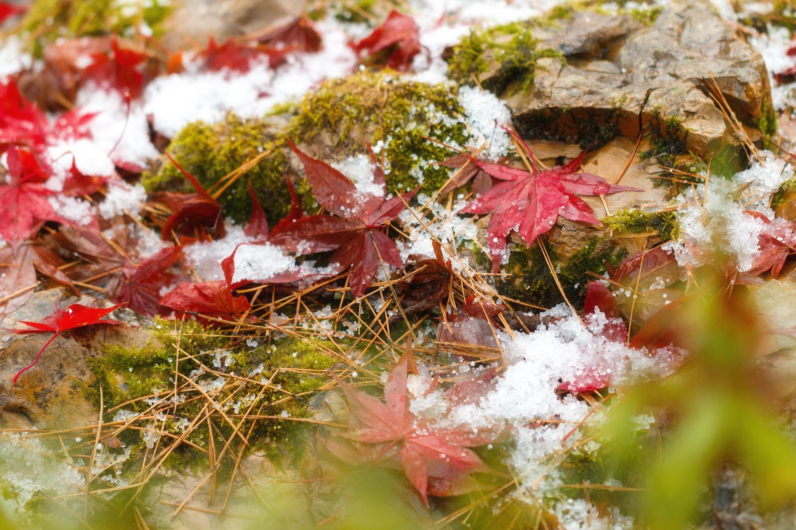 雪の日本庭園に残る紅葉のモミジ