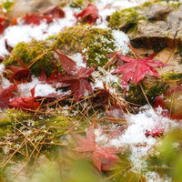 雪の中に残る紅葉と落ち葉の日本庭園の写真
