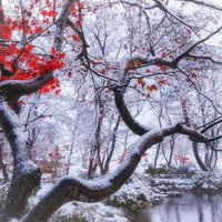 雪が降った晩秋の庭園、赤い紅葉に雪が積もるの写真