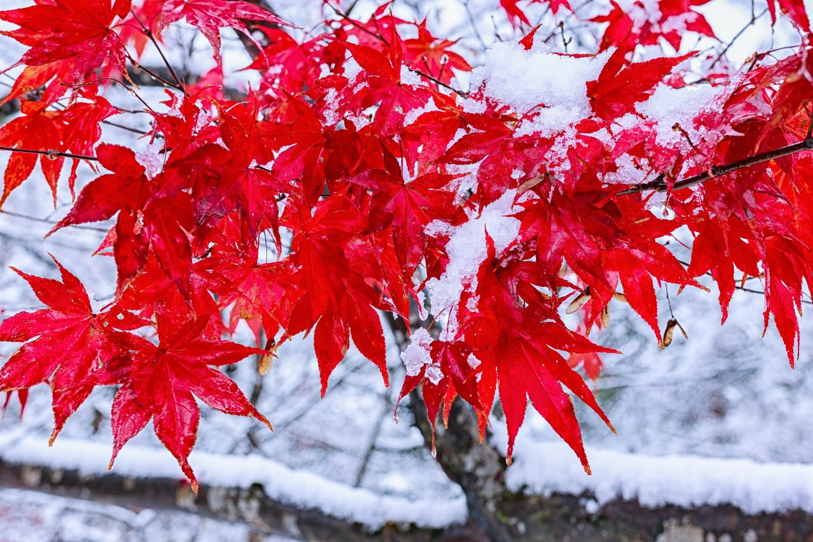 雪が積もった紅葉のもみじ