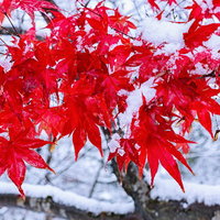 雪が積もった秋の紅葉したもみじの写真