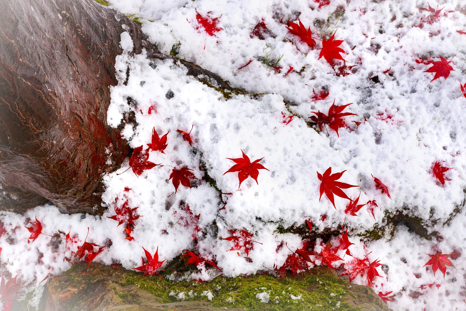白い雪の上に散らばった赤いもみじの落ち葉