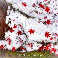 雪の上に落ちた真っ赤なもみじの葉 冬の積雪地の写真
