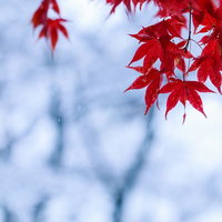 雪が積もった朝のもみじの枝--赤い紅葉と冬の白雪の写真