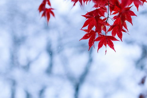 雪が積もった朝のもみじの枝--赤い紅葉と冬の白雪