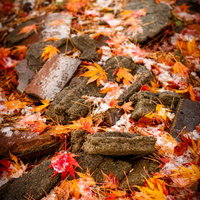 地面に積もる雪まじりの落ち葉と季節の風情の写真