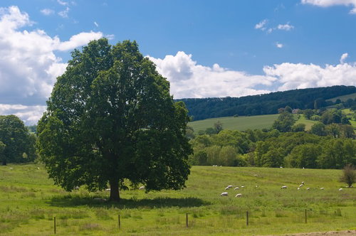 大きな木の陰で草を食むひつじと緑の牧場
