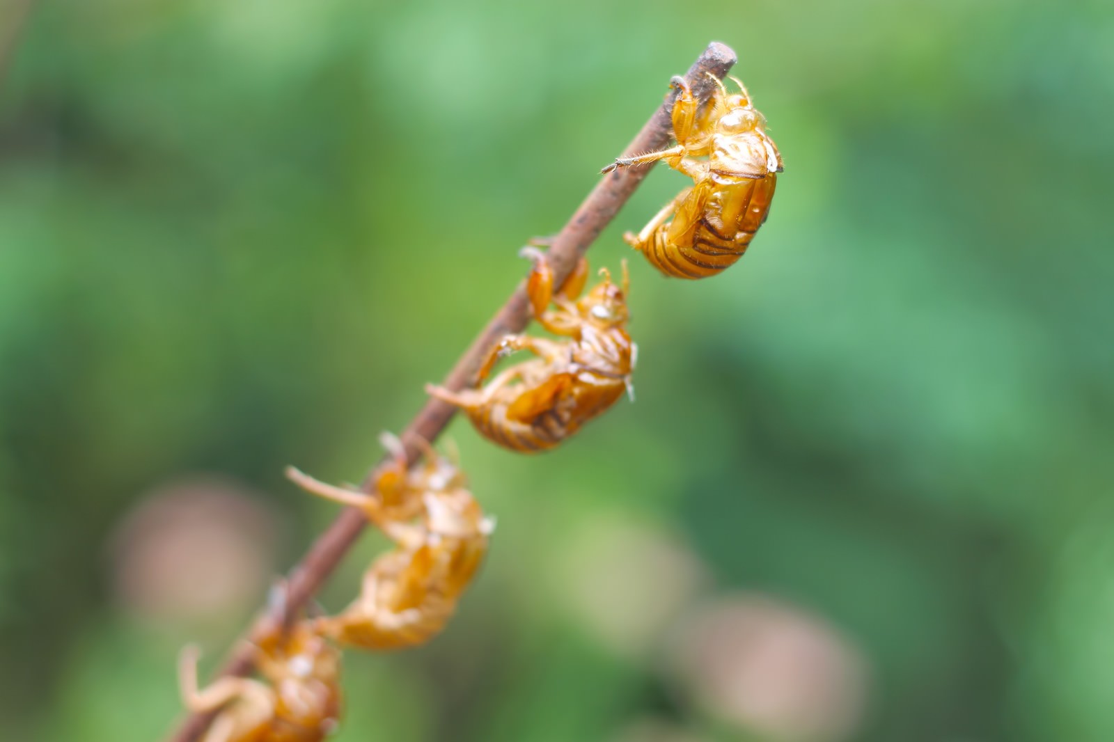 木の幹に連なる蝉の抜け殻