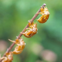木の幹に縦に連なって並ぶ蝉の抜け殻の写真