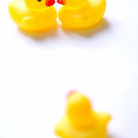 2匹がくっつく現場に遭遇して驚くあひるちゃんの写真